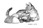  canine cat couple cute feline feral fox scott_ruggels tail 