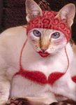  ?_? ambiguous_gender bandanna blush bra cat edit feline feral lipstick looking_at_viewer mammal nekowife photoshop real shopped solo underwear unknown_artist what wife 