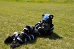  black blue blue_eyes blue_hair day feline fursuit hair hybrid looking_at_viewer lv lying male mammal outside panther pink_nose short_hair solo stripes unknown_artist 