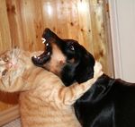  animal canine cat couple derp dog feline feral hug photo real rottweiler strangle teeth 