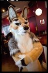  cafe canine dingo dog fursuit gallenw green_eyes hybrid jackal looking_at_viewer male mammal real scribblefox smug 
