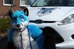  blue blue_eyes blue_fur canine car collar finnfox fox fur fursuit leash looking_at_viewer male mammal solo 