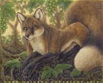  canine dark_natasha fox fruit grapes mammal mullet nude outside solo 