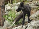  black canine feral fox fur nature real tail 