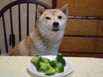  broccoli canine chair dinner distaste shiba_inu solo 