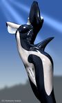  anthrofied black black_body breasts butt cetacean female fins human kemono_inukai latex mammal marine navel nipples orca pussy rubber shiny solo suit tail transformation whale white white_body 
