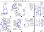  artwolfe feline female how_to the_more_you_know torso tutorial 