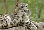  cute feline feral fluffy_tail leopard mammal nom om_nom_nom omnomnom real snow_leopard tail tail_in_mouth unknown_artist 