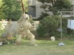  animated backyard canine dog fursuit gif solo what 