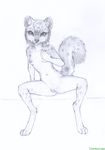  breasts coonkun covering covering_self cub digitigrade feline female mammal maria_(zombieme) monochrome navel nipples nude plain_background pussy sitting sketch solo spread_legs spreading white_background young 