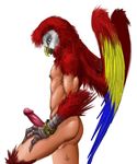 anthro balls bird blue_feathers bracelet butt erection humanoid_penis jewelry macaw male nipples nude parrot pb penis plain_background red_feathers scarlet_macaw solo white_background yellow_feathers 