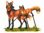  canine cute dog feral fox idess maned_wolf outside stilts 