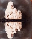  animal animated canine dog feral gif poodle reflection water 