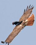  bird feral hawk picture real redwing 