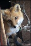  2007 animal black black_nose brown_eyes canine cub cute feral fox keimoni looking_at_viewer orange paws photo real whiskers white 