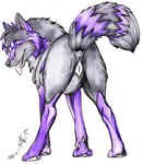  2009 anatomically_correct anus blackfrost canine canine_pussy dewclaw female feral glance grey panting presenting purple pussy raised_tail solo tail tav_windpaw tongue wolf 