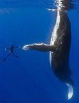 cetacean couple diver high_five human real underwater 
