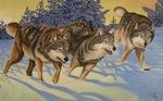  16:10 ambiguous_gender canine claws colored feral outside panting running sunrise trio unknown_artist wallpaper widescreen wilderness winter wolf yellow_eyes 