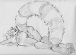  anus balls butt genwyn greyscale kaputotter lying male mammal monochrome nude on_front plain_background raised_tail red_panda sketch solo tail white_background 