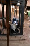  fursuit jail photo real savoy tani_da_real 