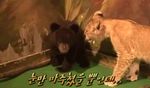  animated bear cub feline feral gif korean_text lion real scared 