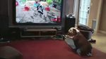  animated canine dog feral gif loop real skateboard spinning tony_hawk&#039;s_ride video_games 
