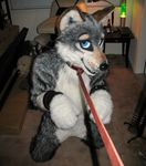  bondage bound canine collar fursuit mammal pose real unknown_artist wolf 