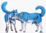  anatomically_correct_pussy animal_genitalia anus blue blue_fur blue_penis blue_pussy canine canine_penis canine_pussy erection female feral fur knot licking male mammal mixxiwuff penis plain_background pussy raised_tail tail tongue white_background wolf 