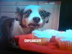  blue_eyes canine cupcake dog feral food hi_res photo real stains 