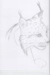  bobcat ears kampfisken lynx mammal monochrome nose pencil plain_background sketch whiskers white_background 