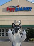  anthro canine dog fuck_you fursuit husky mammal middle_finger petsmart photo real store the_finger yamihi_ookami yamihi_ookami_(character) 