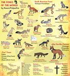  arctic_fox azara&#039;s_fox bat-eared_fox blanford&#039;s_fox canine cape_fox chilla corsac_fox crab-eating_fox culpeo culpeofox darwin&#039;s_fox educational fennec feral fox grey_fox hoary_fox indian_fox island_grey_fox kit_fox maned_wolf pale_fox r&uuml;ppell&#039;s_fox red_fox sechuran_fox short-eared_dog swift_fox tail tibetan_fox whiskers 