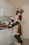  blue_eyes canine cute dog food fox fursuit kitchen looking_at_viewer male mammal solo tifou unknown_artist 