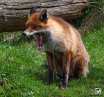  ambiguous_gender canine feral fox grass open_mouth photo real solo yawn 
