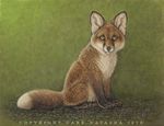  canine cub dark_natasha feral fox mammal non-anthro solo young 
