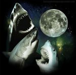  awesome fish great_white_shark marine meme moon shark stars three_shark_moon three_wolf_moon unknown_artist 