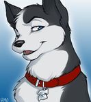  blue_eyes canine collar color dog holly_marie_ogburn husky male sibe smile solo wink 