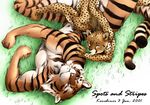  cheetah feline gay karabiner lying male tiger 