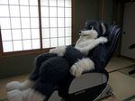  chair fox fursuit mammal netiel real 