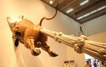  anus balls bovine bull chen_wenling cloud_of_death fart hooves horns propulsion real sculpture tail 