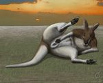  2009 clitoris emptyset female feral kangaroo marsupial pussy raised_leg solo spread_pussy spreading 