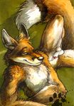  balls blotch canine canine_penis fox looking_at_viewer male penis sheath solo 