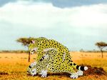  aggressive all_fours cheetah doggy_position el_muzzle_rover feline female male savannah straight 