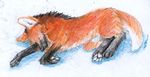  2010 canine eyes_closed feral fuckie male maned_wolf on_side raksha sleeping solo wolf 