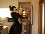  fox fridge fursuit mammal netiel real 