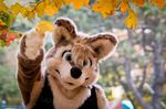  2010 ambiguous_gender anthro autumn ben_lindstrom brown_body brown_eyes brown_fur canid canine canis clothing costume fur fursuit looking_at_viewer mammal plant real solo tree wolf wood 