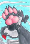  balls bunk crush forceswerwolf hindpaw hybrid lagomorph macro male mammal paws penis rabbit skunk skunkbunny skunkhase skunny stomping 