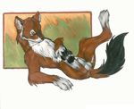  balls canine coyote lying male nduli on_back paws sheath solo 