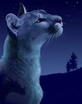  2009 blue_eyes cougar feline feral male moth-eatn photorealism puma solo star tree whiskers 