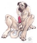  balls blotch canine canine_penis cum dog male penis solo tail 